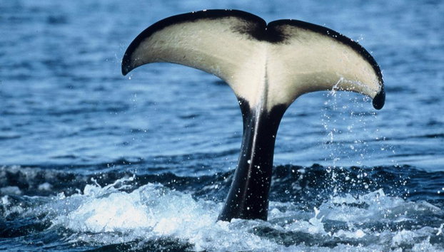 Orca Spirit Adventures Whale Watching Covered Vessel - Photo 3