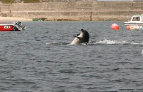 The Wee Housie, Talmine - Foto 22