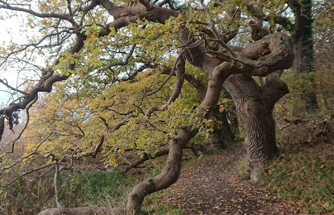 6 Person Holiday Home in Rude - Foto 7