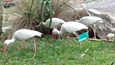 4BR Private Dock, Warm Spring Canal, Kayaks, Canoe - Foto 3