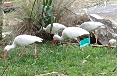 4BR Private Dock, Warm Spring Canal, Kayaks, Canoe - Photo 3