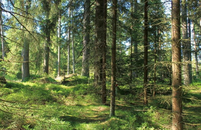 Tiny House in Kleinschoenau in the Waldviertel - Foto 29
