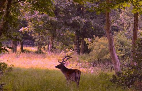 Linnhe Apartment, Kinlochlaich House - Foto 21