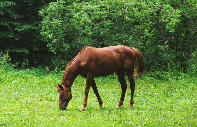 Passeio a cavalo pelas fazendas de Bonito - Foto 8