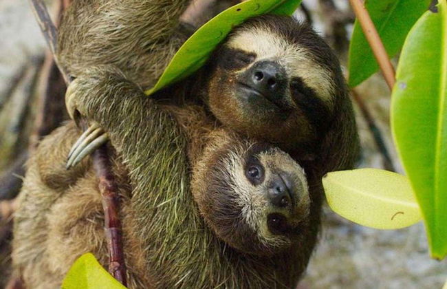 Excursão ao Toucan Rescue Ranch - Foto 3