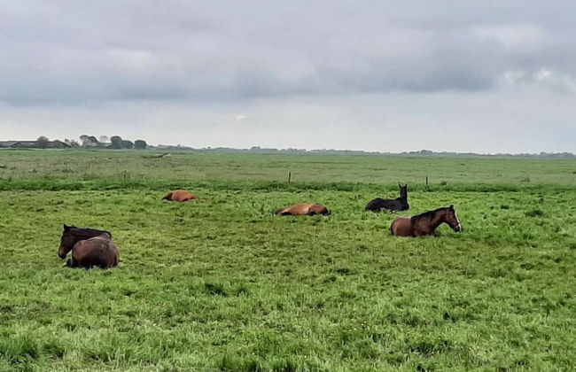 Holiday Home Zoutkamp Near Lauwersmeer - Foto 31
