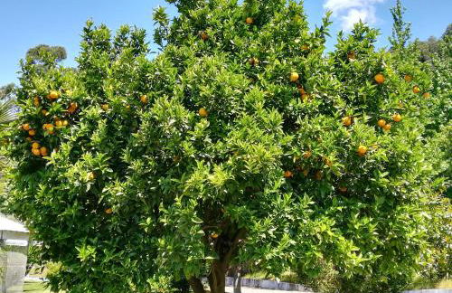 Quinta de S. Vicente 317 - Foto 60