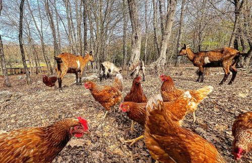 La Noce di Creta - Foto 35