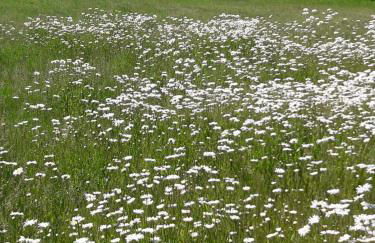 Zimmer und Apartment Rosi - Foto 27