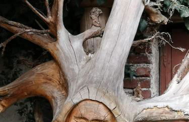 Ferienwohnung Maar-Idyll - Foto 23