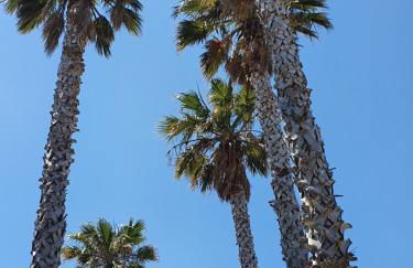 Villa les palmiers -Stretta di i mandarini - Foto 22