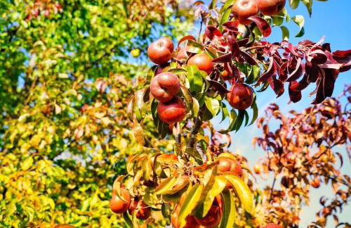 Hillside Estate - 14 Acre Waterfront Log home on Lake Champlain - Foto 34
