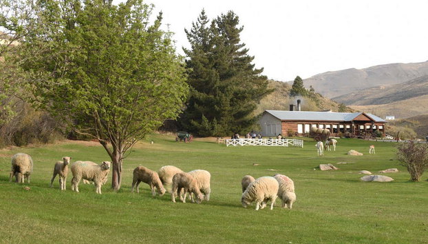 Cena con espectáculo en la Estancia 25 de mayo - Foto 3, Ovejas en la estancia 25 de mayo