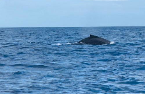 Oahu's Best Kept Secret - Photo 52