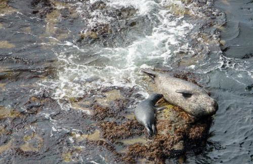 Voortrekker Shetland Holiday Apartments - Foto 23