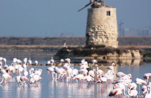 Il Violoncello - Foto 26