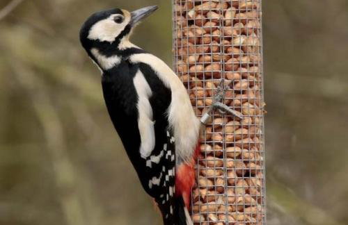 Corner Cwtch - Foto 11