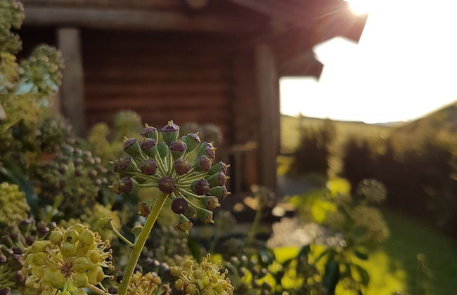 Newland Valley Log Cabins - Foto 79