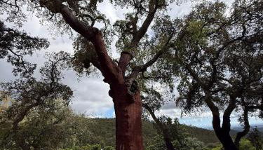 Casa de Celebrar a Vida - Foto 4