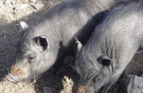 Franzenhof Markhart - Photo 58