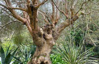 Maison de charme au calme - Foto 36