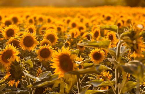 La Vela Estartit Rental - Foto 46