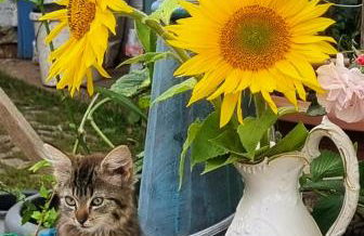 HEUHOTEL FARM Own sleeping bag Free WiFi - Foto 18