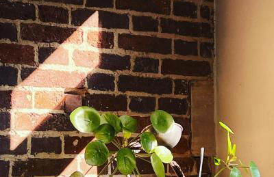 Les écuries du château - Foto 22