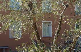 Ulivo Della Querce - Foto 10