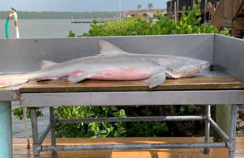 River Wilderness Waterfront Cabins - Photo 18