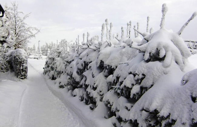 Forest Escape With Garden - Foto 29