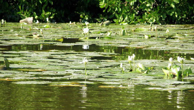 Plantes aquatiques de la lagune