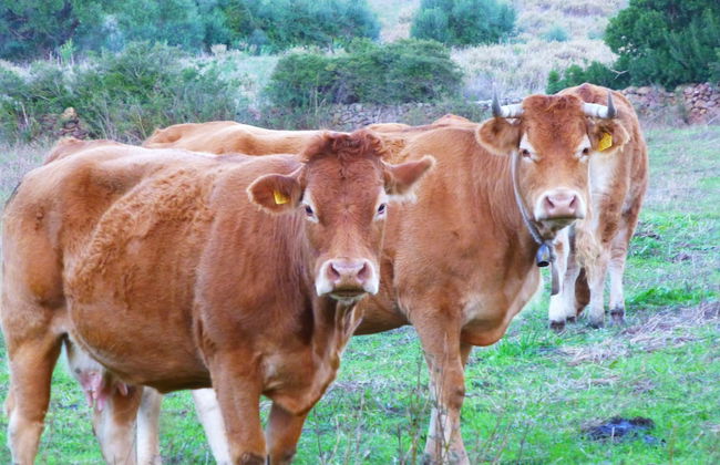 Comino Alto Agriturismo e Appartamenti - Photo 49