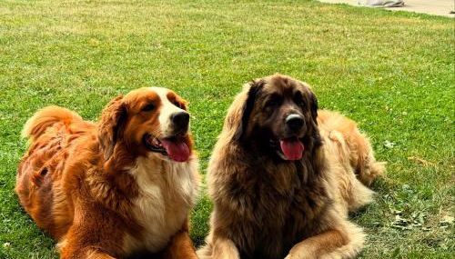 Aparthotel Rotheul - Foto 3, pet friendly