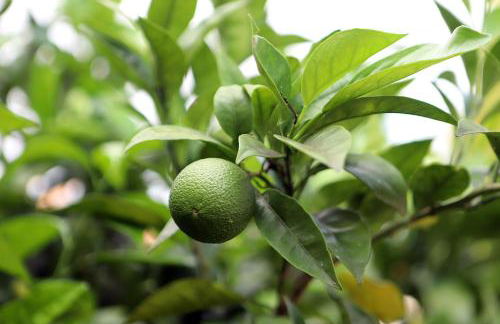 LE TERTRE CAMILLAC - Foto 25