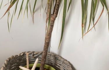 Avô Moreira Beach House - Foto 26