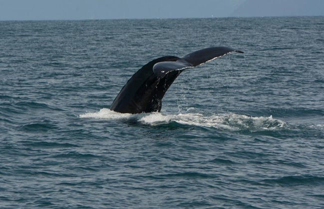 Captain's Choice National Park Tour - Foto 9