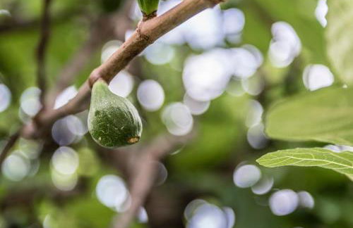 Residence Fischerhof - Foto 49