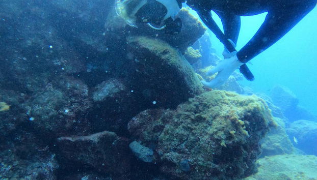 Haciendo submarinismo en aguas atlánticas