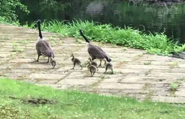 Midcentury Modern ZenHouse Sculptor Studio - Foto 35