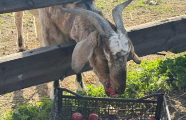 Babie Lato - Foto 13