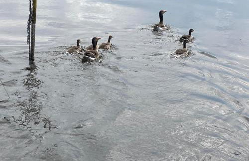 Das Naturfloß - Biberspur - Foto 18