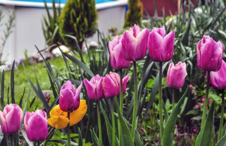 Willa Wierchy - Foto 21