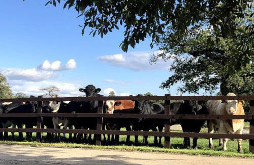 Moo Cow Cottage Self Catering - Photo 38