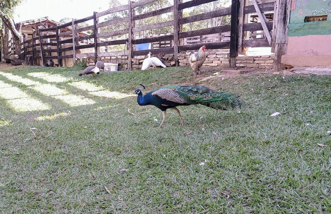 Hotel Fazenda Aguas VIvas - Foto 31