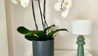 Vacances paradisiaques à la plage - Photo 2