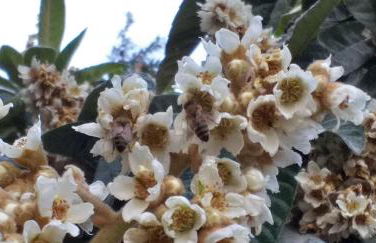 Lemonokipos, holiday house with private pool - Foto 50