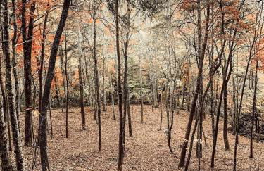 Stunning Pet-Friendly Treehouse for Relaxing Glamping Retreats in North Carolina - Foto 34