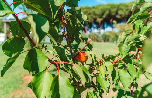 Fattoria Laviosa - Foto 31