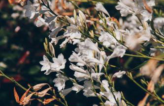 Quinta Do Padrao - Foto 25